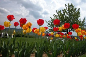 Le parterre de tulipes - La Montagne de Brancion entre Tournus et Cluny