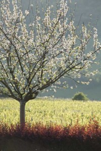 Le verger en fleurs - La Montagne de Brancion entre Tournus et Cluny