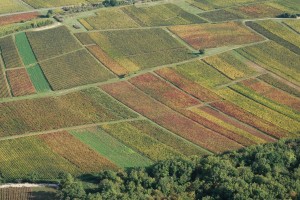 Vignoble du Mâconnais