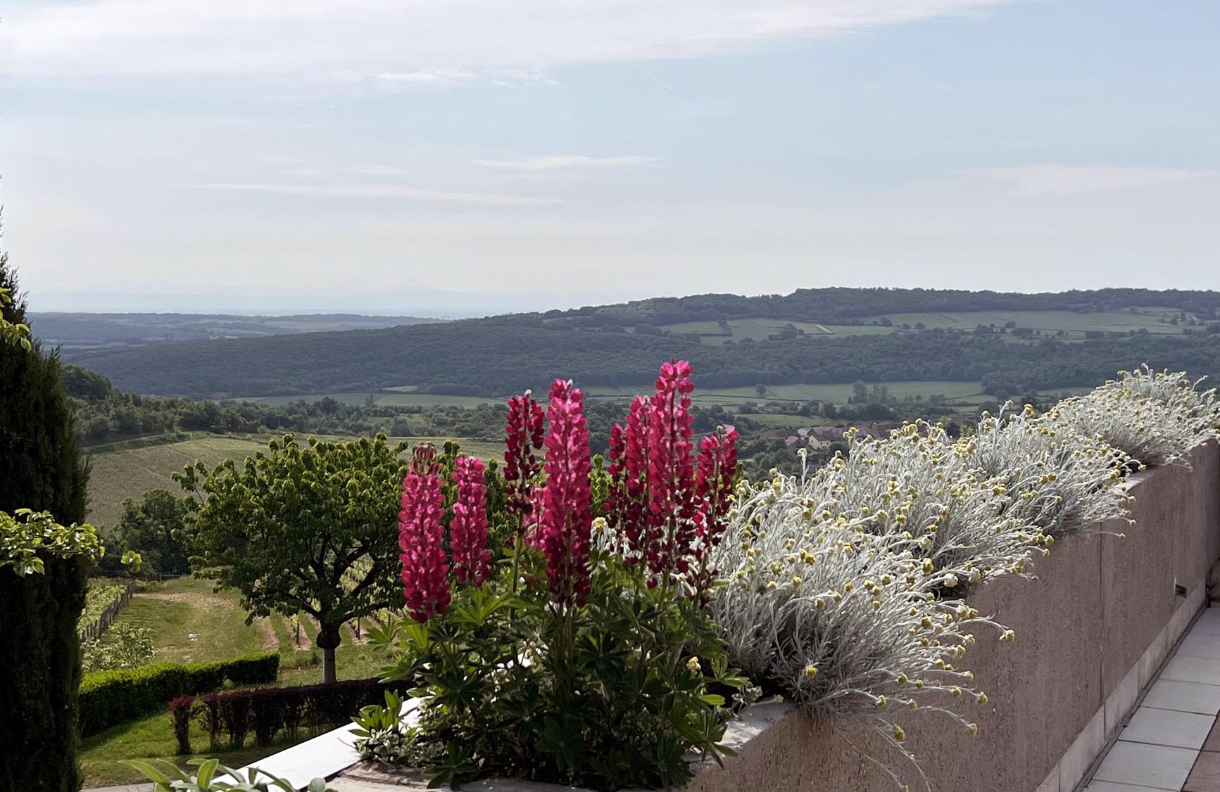 La Montagne de Brancion et jachère fleurie